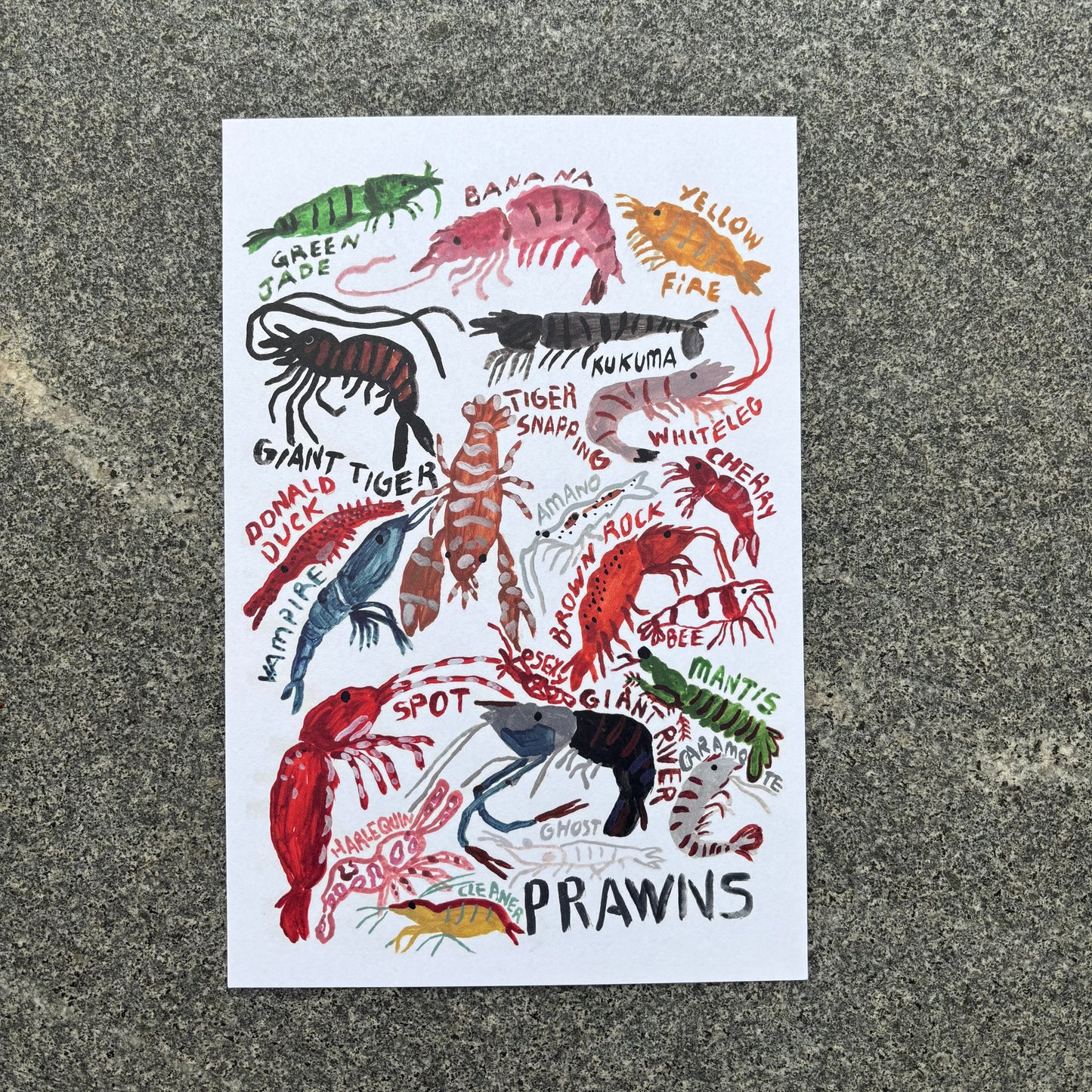 mini Poster : Prawns