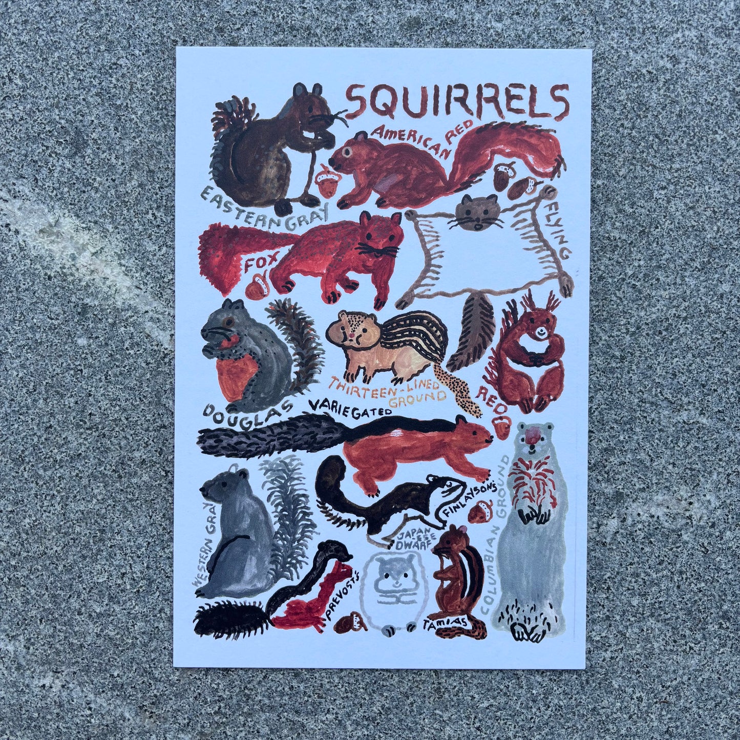 mini Poster : Squirrels