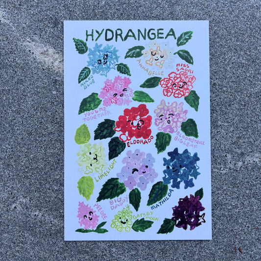 mini Poster : Hydrangea