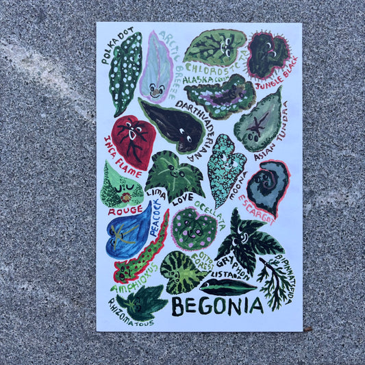 mini Poster : Begonia
