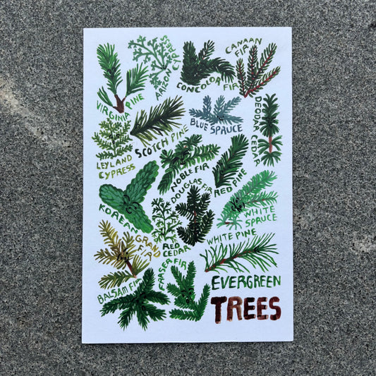 mini Poster : Evergreen Trees
