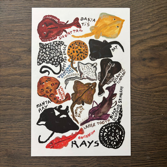 mini Poster : Rays